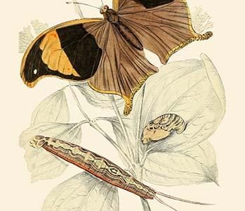 European Butterflies & Moths