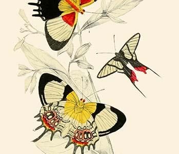 European Butterflies & Moths