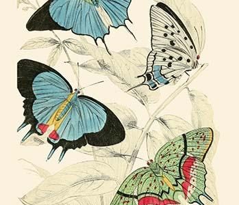 European Butterflies & Moths