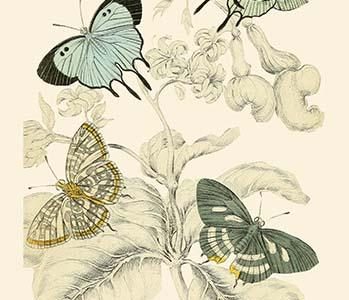 European Butterflies & Moths
