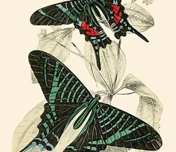 European Butterflies & Moths