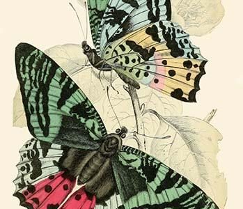 European Butterflies & Moths