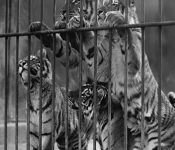 Tiger Cubs Seek Freedom from Zoo Cage
