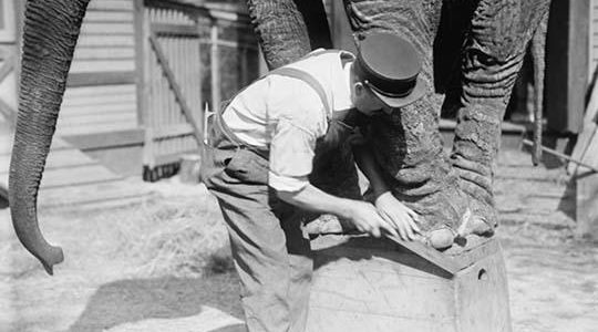 Manicuring an Elephant in New York's Central Park